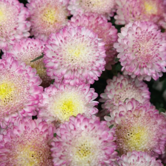 Premium Bonita Top Pink Aster flower seed - Beautiful ! Grown in USA 20+ seeds