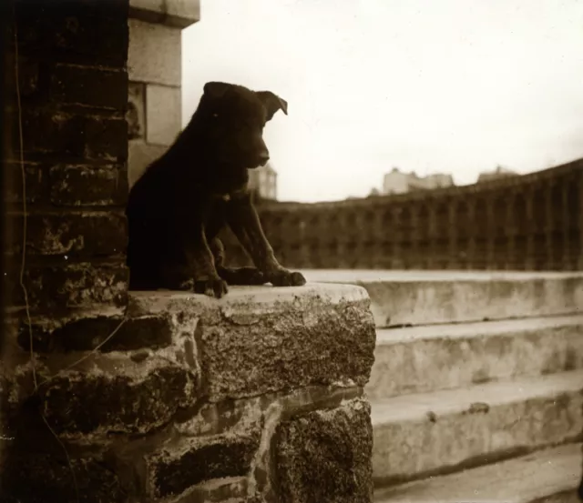 Tirage repro photo ancienne -  Chien beauceron "chiot de Strasbourg"