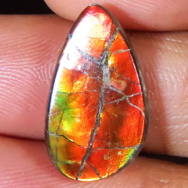 7.40 CT Non Traitée Ammolite Cabochon, Haut Pierre Précieuse 11x20x3 MM GM _561