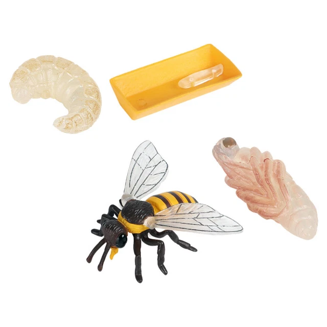LIFE CYCLE MODEL Bee Growth Simulation Cognitive Development Kit Child ...