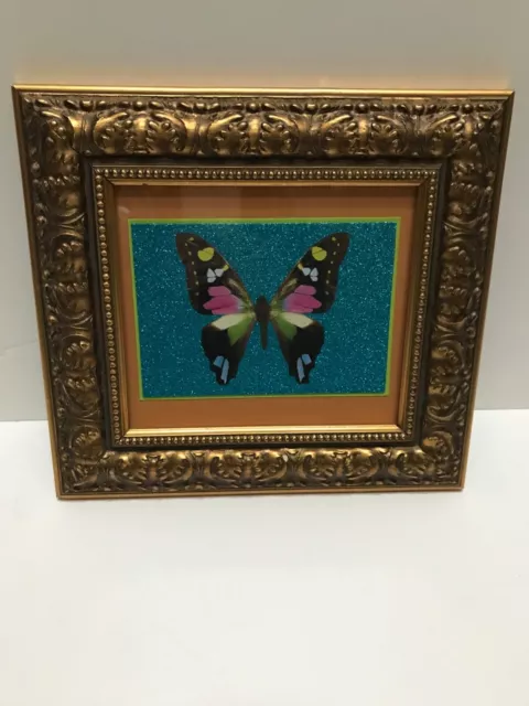 Ornate gold framed vintage print butterfly cardstock blue orange under glass 