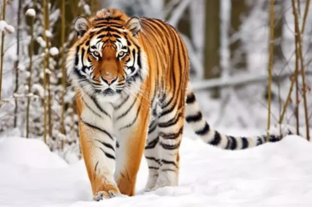 Tiger läuft im Schnee, erstellt mit generativer KI (217959874)