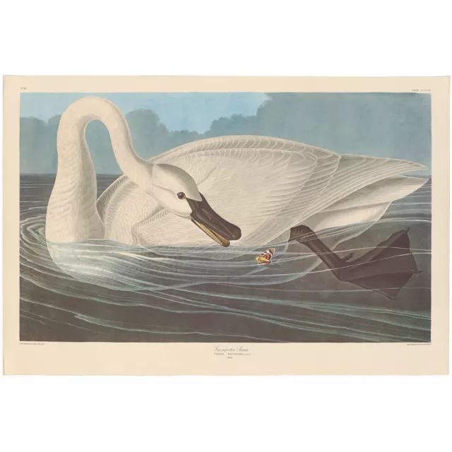 Audubon Amsterdam Ed Dbl Elephant Folio lithograph Pl 406 Trumpeter Swan