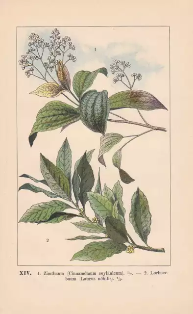 Zimtbaum Echter Lorbeerbaum Laurus nobilis Lithographie von 1899