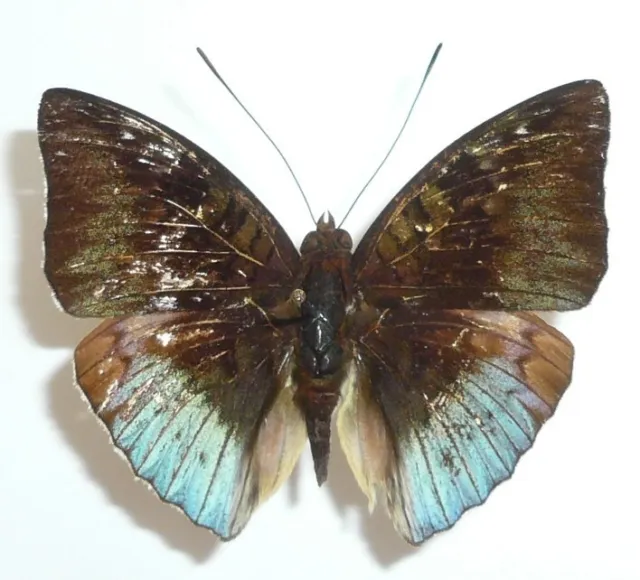 Euthalia Minina Ssp. Male From Malaysia