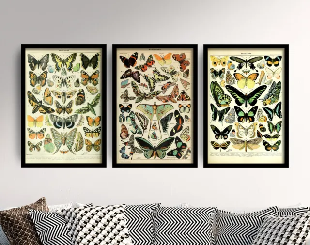 Butterflies - Set of 3 Adolphe Millot Art Prints - Butterfly Poster Animal Gift