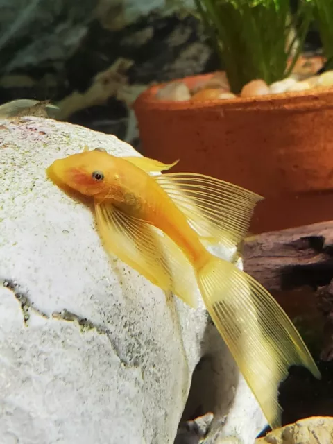 L144A LONGFIN BLUE EYE LEMON BRISTLENOSE PLECO (ANCISTRUS SP.) - 1 inch.