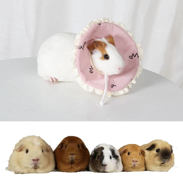 Cône de cou mignon Col de récupération Collier pour animaux de compagnie