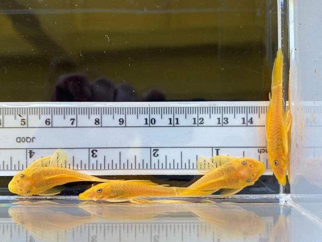 BLUE EYE LEMON YELLOW L144 Bristlenose Plecostomus 1-1/2 inch+ (2 Pack) LF Genes 10
