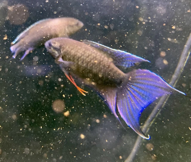 1 pair black paradise fish/gourami (Macropodus spechti)