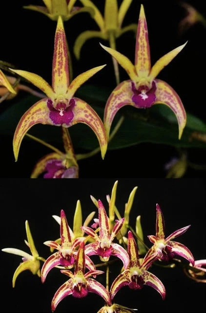 KFON ORCHID Dendrobium Starsheen 'Botanic Fireworks' x Cobber