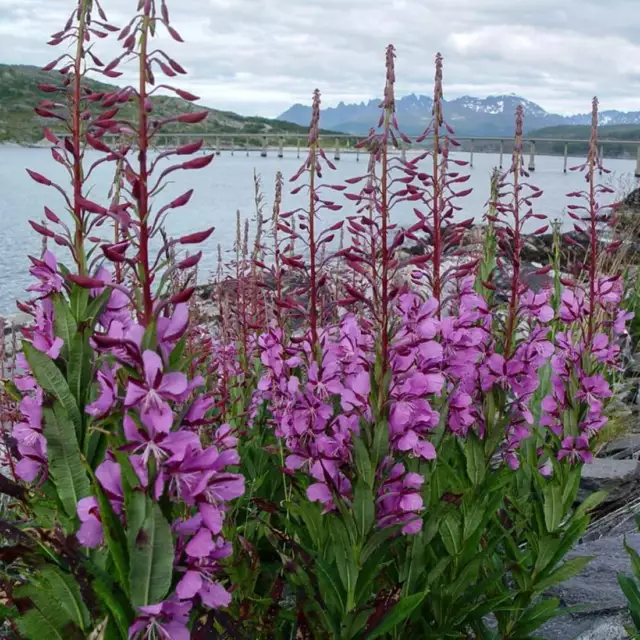 EPILOBIUM Kräuter getrocknet BIO Bulk Tee, Kraut Epilobii Parviflora Kraut 2