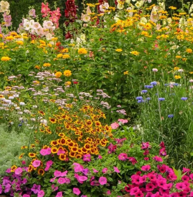 COTTAGE GARDEN Mix 500+ seeds  20 varieties colour flowers spring garden rockery