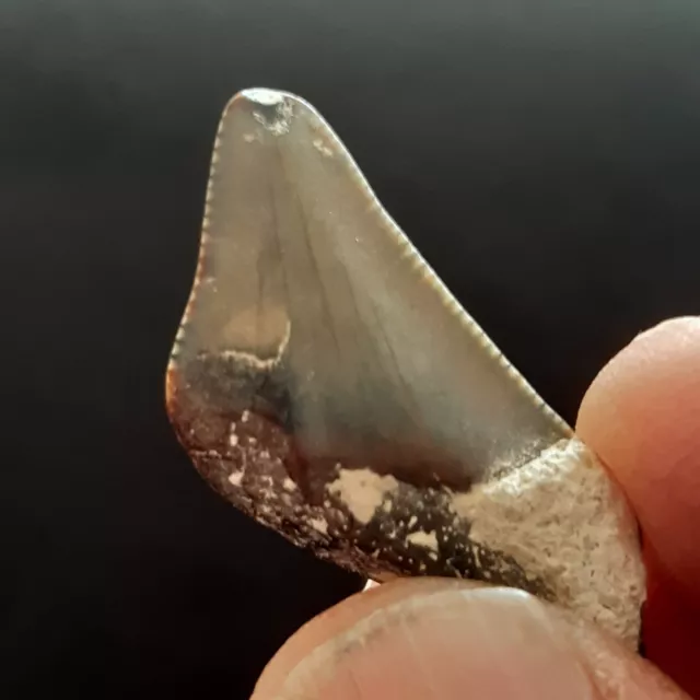 DENT DE REQUIN Fossile dent de Carcharodon  Megalodon 3,5 cm