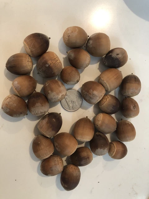 Large Acorns, Oak (1 lbs)