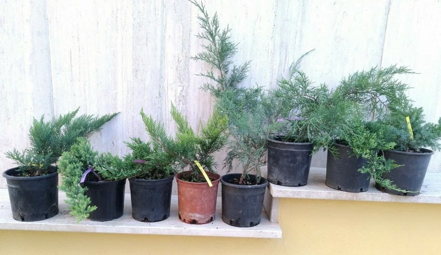 Bonsai Prebonsai Ginepro Juniperus 8 varietà