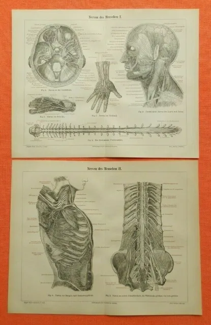 Nerven des Menschen  Anatomie Lithographie 1896 Rückenmark Nervengeflecht