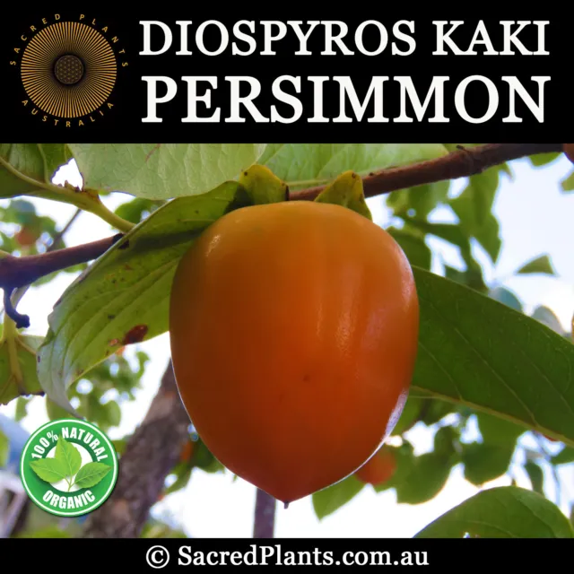 PERSIMMON Fuyu 15 Seeds Diospyros Kaki Rare Oriental Exotic Tropical Fruit Tree 3
