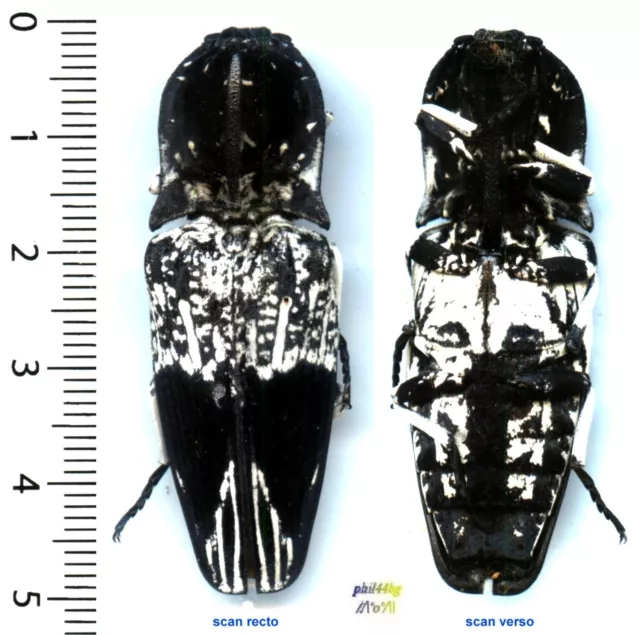 (rare) Elateridae - LYCOREUS IMPERIALIS - entomologie . insecte 1608N