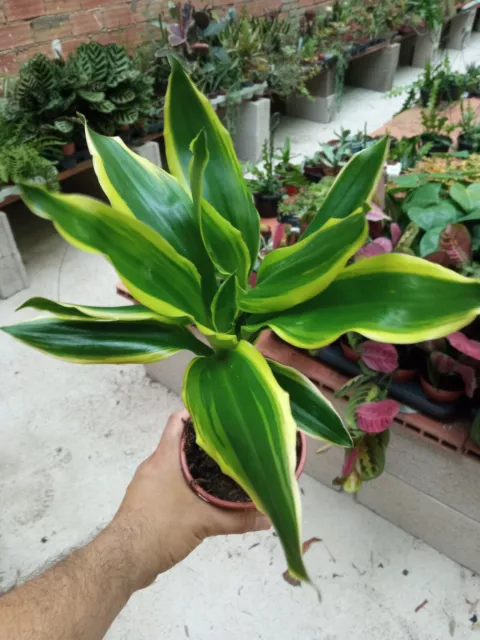 Plantas de interior Dracaena fragans Golden Coast Planta palo de brasil 3