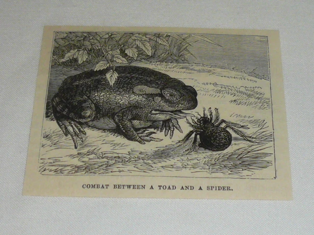 Piccolo 1878 Rivista Incisione ~ Combattimento Tra Un Toad e Un Ragno