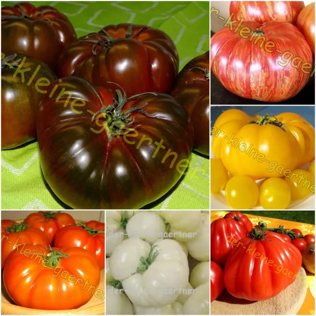 Fleischtomaten Mix 6 Alte Sorten Brandywine Ochsenherz Marmande Tomate 30 Samen