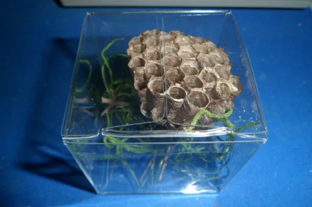 1 Paper Wasp Nest SPECIMEN INSECT TAXIDERMY REAL  NEST Is In 2 x 2  Clear Cube 3