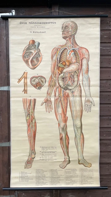 VINTAGE FULL BODY CIRCULATION educational MEDICAL school chart Anatomy ...