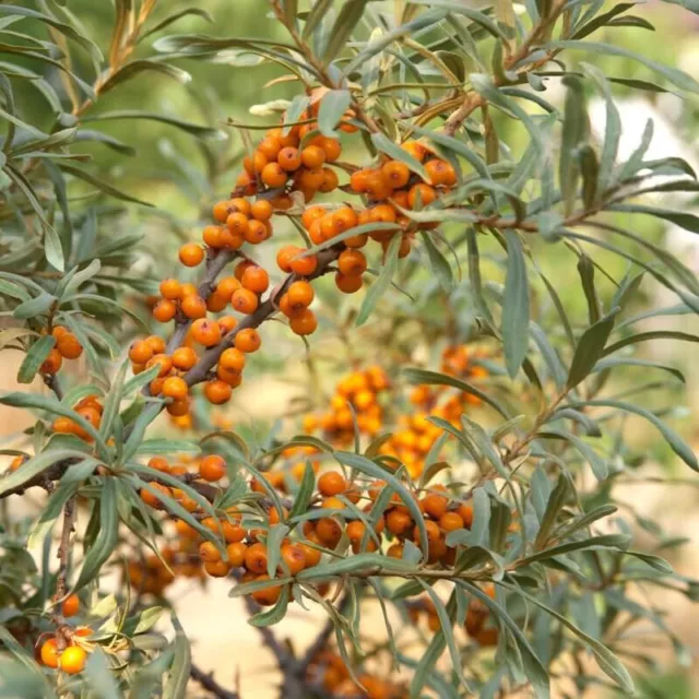 Hippophae rhamnoides 'Eva' - Argousier femelle à fruits oranges