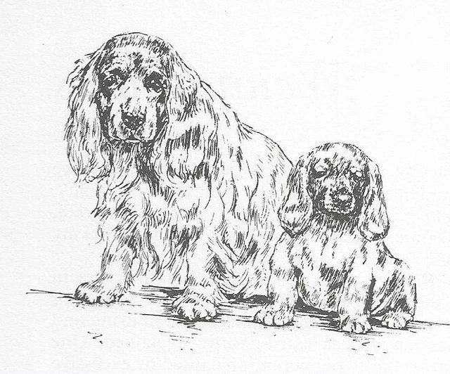 Sussex Spaniel #1 - CUSTOM MATTED - 1963 Vintage Dog Art Print 0507 CLD