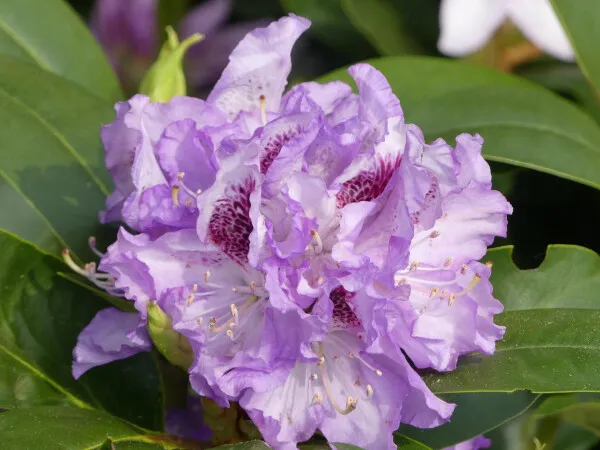 Rhododendron Hybride Blue Peter - Großblumige Alpenrose - 30-40 cm