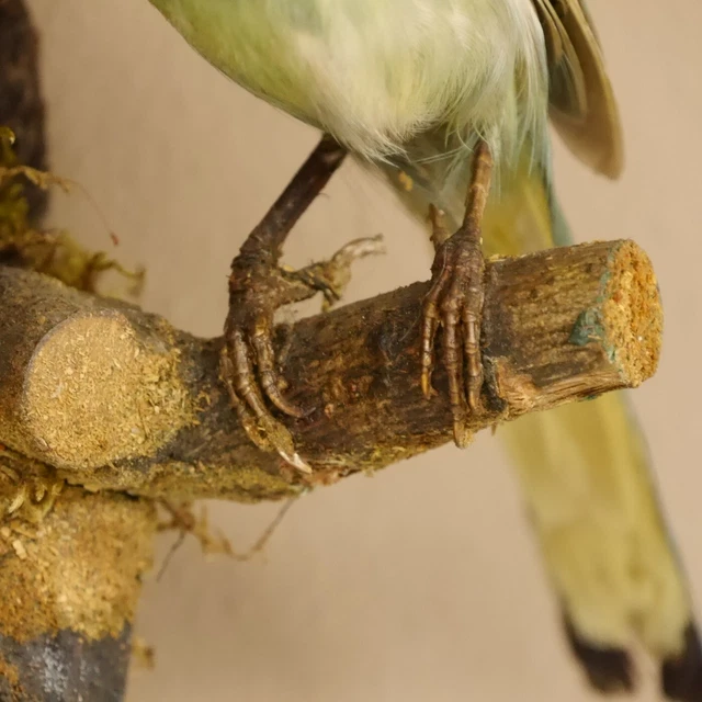 Grünhäher Inkahäher Rabenvogel Preparación de Animales Pájaro 3