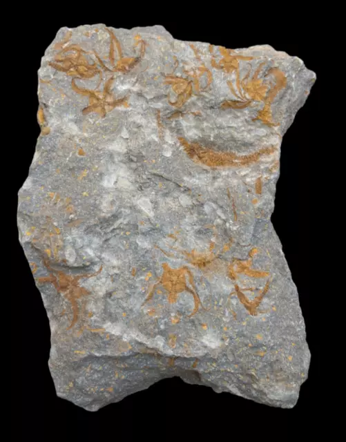 Great quality Brittle Starfishes Fossil on matrix (Ordovician, 488- 433 million)