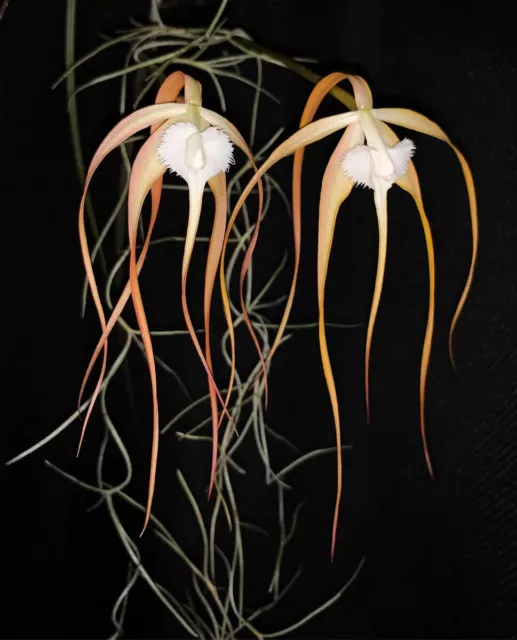 Orchid Species Brassavola cucullata Bloom Size Fragrant
