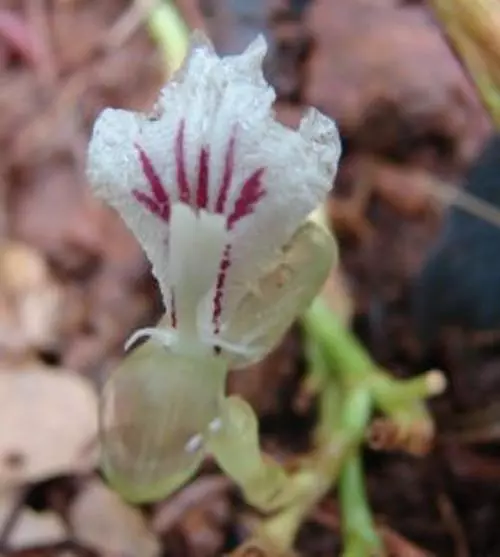 Elettaria cardamomum - Dwarf Caradamon Spice