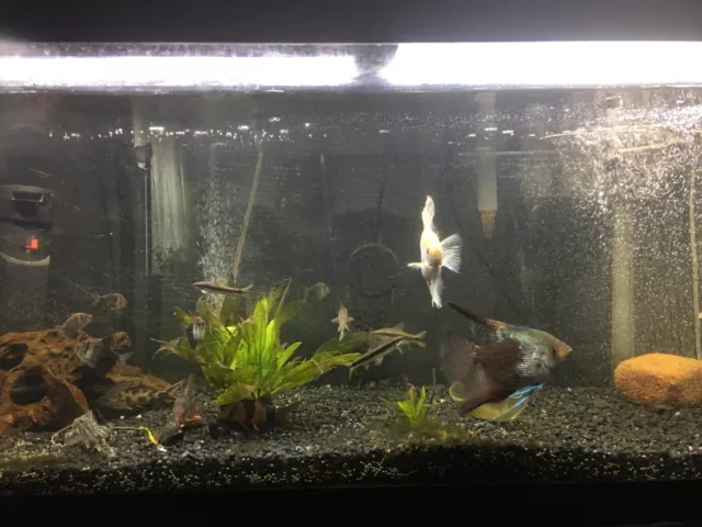 75-gallon “Marineland” aquarium with stand and accessories. Local pickup only:NJ