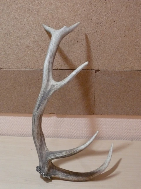 45 LES BORDES - chasse a courre foret d'orleans, le cerf EUR 12,00