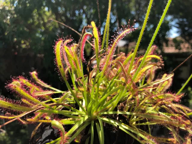 Large Sundew Potted | Drosera Capensis |Tropical, Exotic, Carnivorous Plant