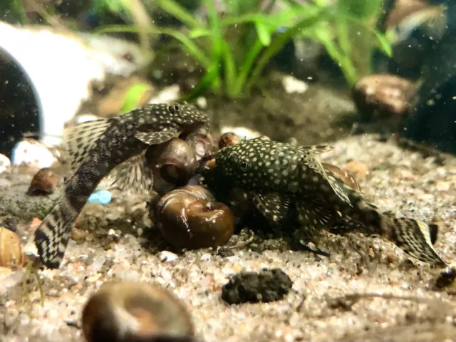 3 Black Bristlenose Pleco 1.5in+