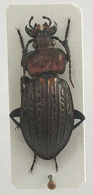 Carabidae Carabus Ullrichi paruus Hongrie