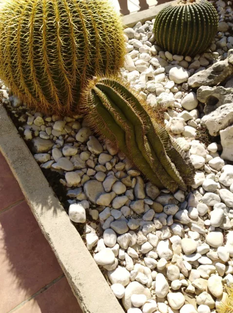 Semillas cactus Ferocactus herrerae. 15 semillas. Mira mis otros artículks