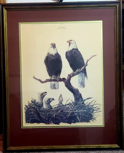 Framed and signed Bald Eagle Family print by Ray Harm Framed and signed Bald Eagle Family print by Ray Harm