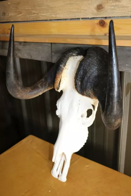 Taxidermy African Black Wildebeest Skull with Horns, oddities, bones 2