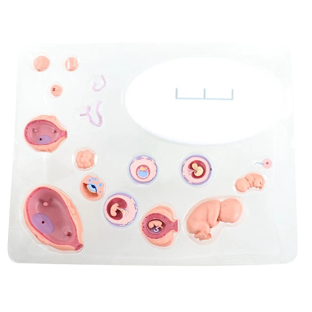 4D HUMAN EMBRYO Development Anatomical Model Fetal Growth Organ ...