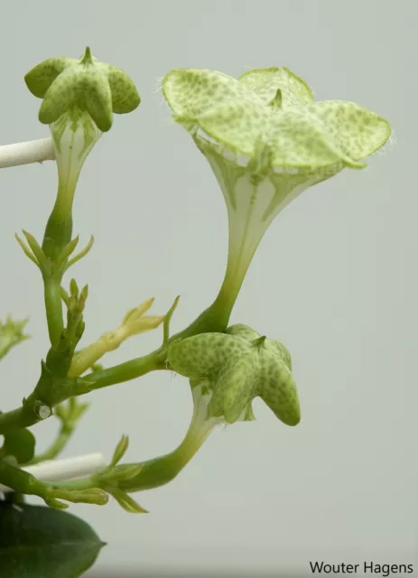 Ceropegia Sandersonii - - Fleur de fontaine - Plante parapluie - 3 graines