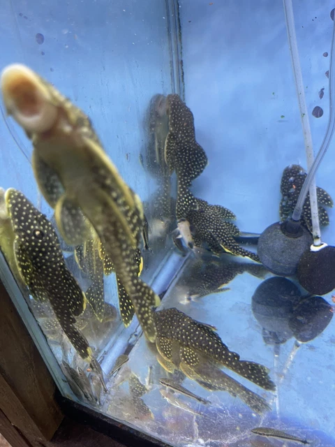 L018 Big Spot Gold Nugget Pleco (Baryancistrus xanthellus)4 inch live Fish
