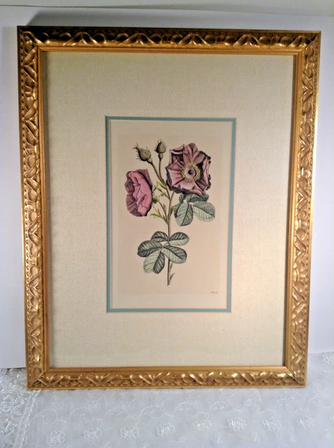Antique Style French Rose Drawing Gold Colored & Matted Framed Print *Beautiful
