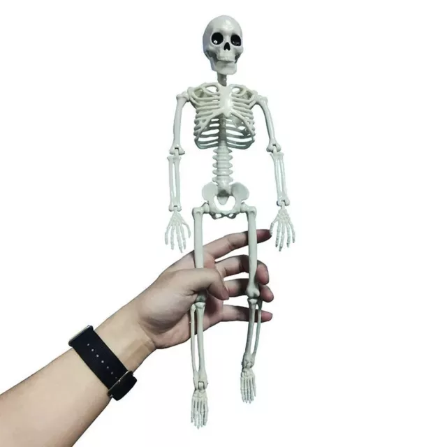 Aid Anatomy Skeleton Human Skeleton Model Car Decoration People Active Model