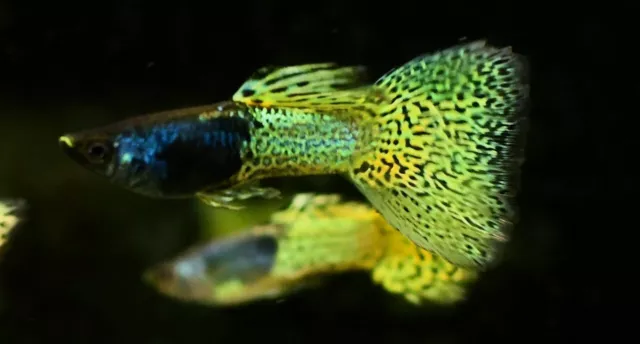 6 Green Lace Metal Head Male Guppies Guppy Live Freshwater Aquarium Fish