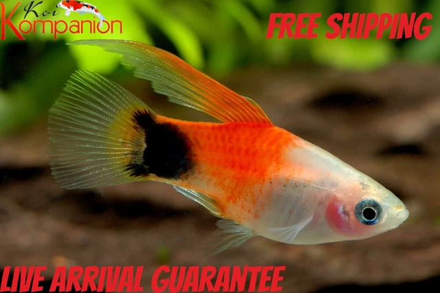 3/5/10/20X HighFin Candy Crescent Platy Free Shipping Koi Kompanion